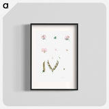 Butterfly pea flower parts - Pierre Joseph Redouté Poster.