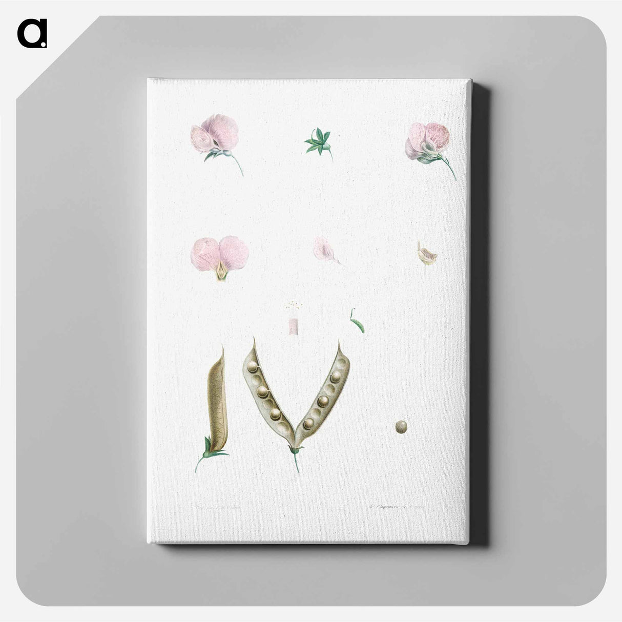 アートパネル-Butterfly pea flower parts - ピエール ジョゼフ ルドゥーテ Canvas.