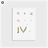 アートポストカード-Butterfly pea flower parts - ピエール ジョゼフ ルドゥーテ Postcard.