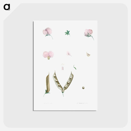 アートポストカード-Butterfly pea flower parts - ピエール ジョゼフ ルドゥーテ Postcard.