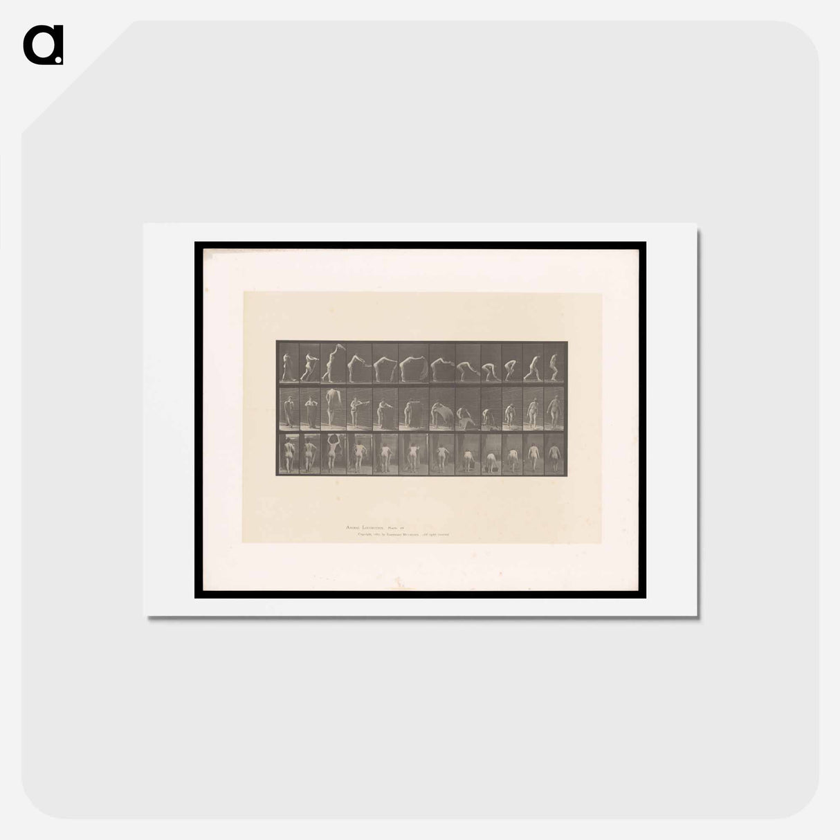 アートポストカード-Placing the Rug
 - エドワード マイブリッジ Postcard.