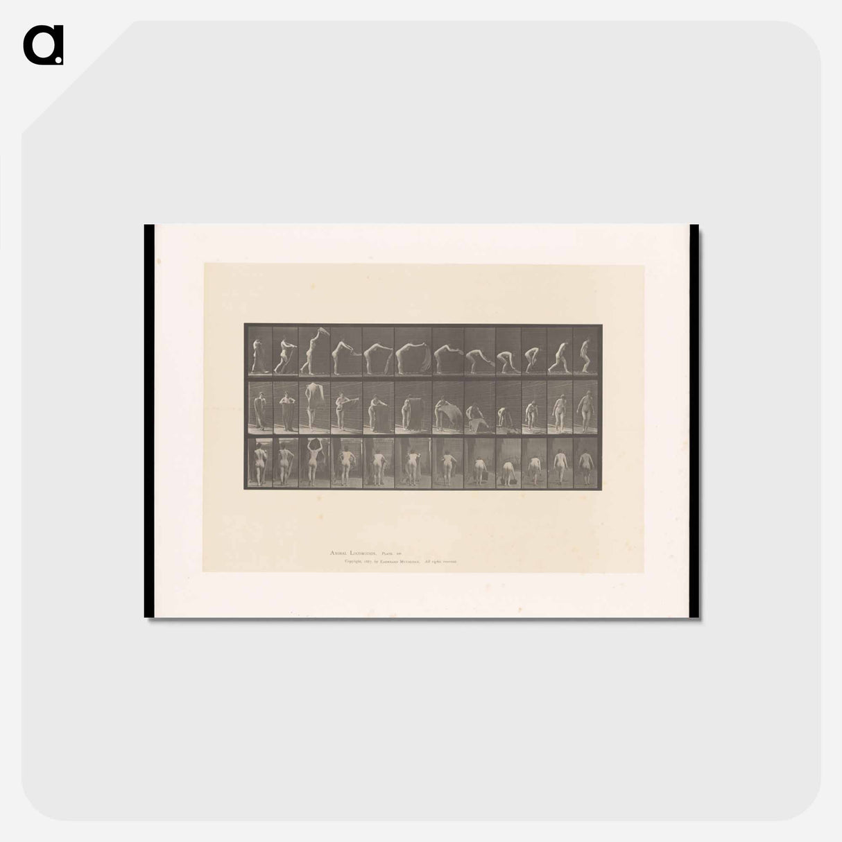 アートポストカード-Placing the Rug
 - エドワード マイブリッジ Postcard.