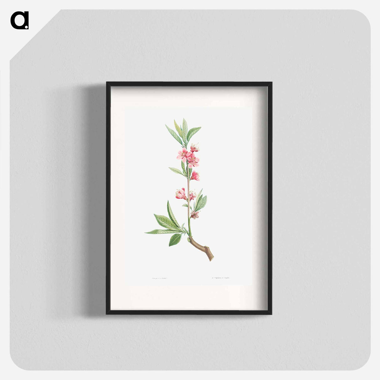 Pink flowers - Pierre Joseph Redouté Poster.
