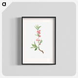 Pink flowers - Pierre Joseph Redouté Poster.