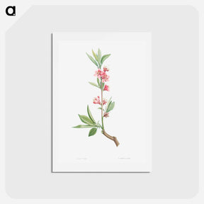 アートポストカード-Pink flowers - ピエール ジョゼフ ルドゥーテ Postcard.