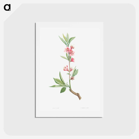 アートポストカード-Pink flowers - ピエール ジョゼフ ルドゥーテ Postcard.