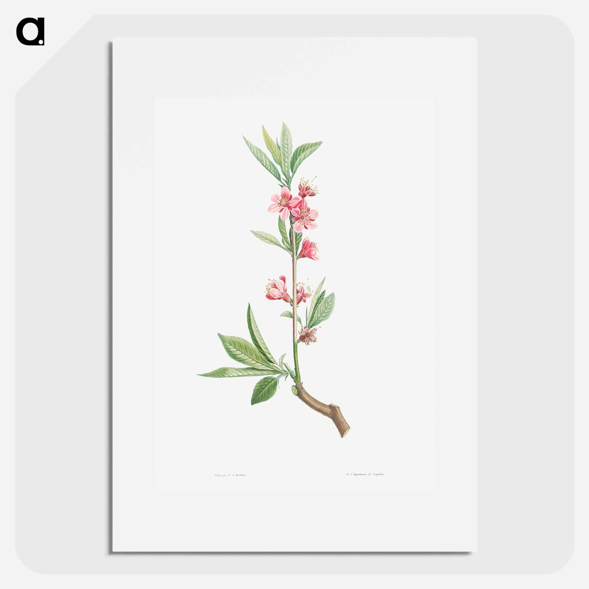 Pink flowers - Pierre Joseph Redouté Poster.