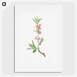 Pink flowers - Pierre Joseph Redouté Poster.