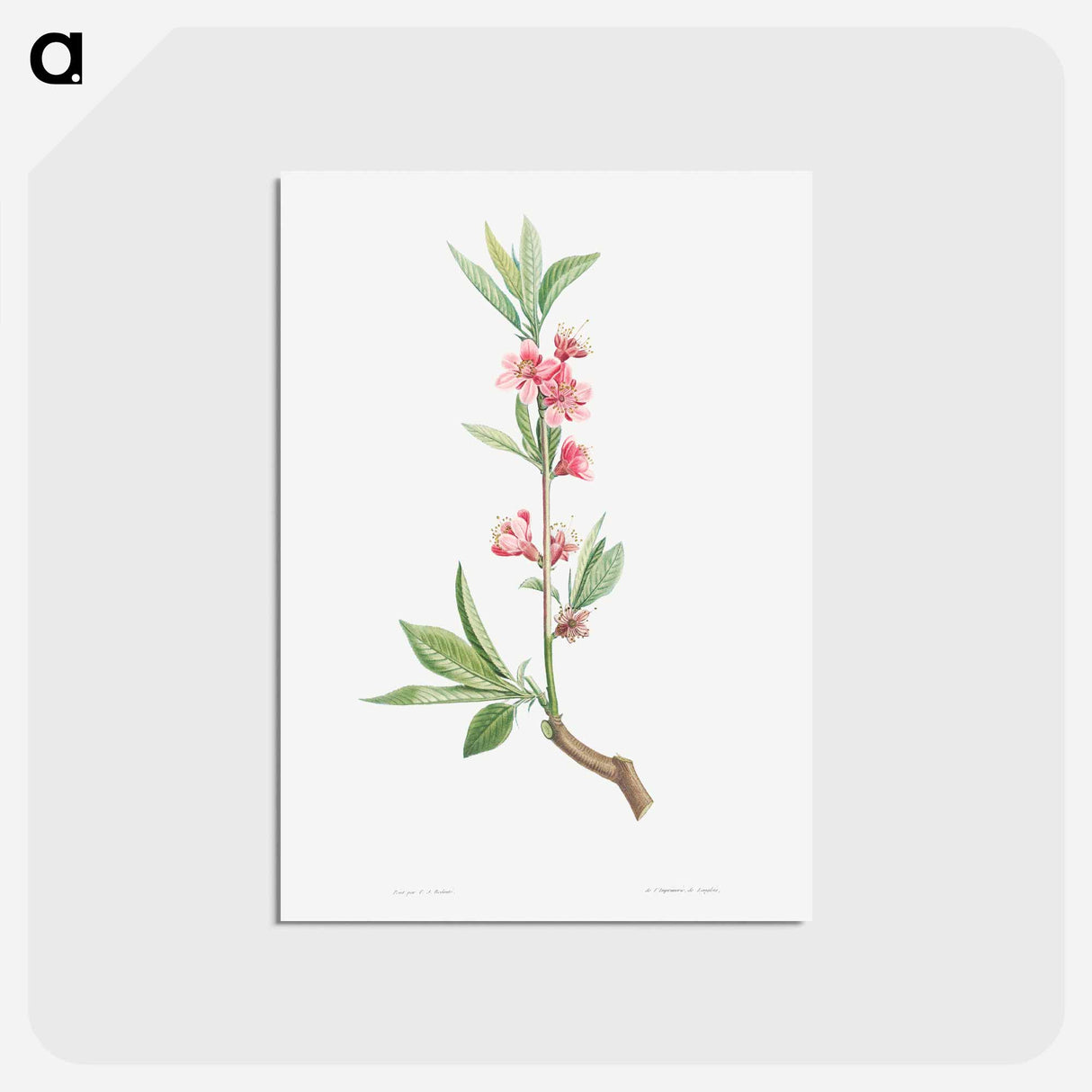 アートポストカード-Pink flowers - ピエール ジョゼフ ルドゥーテ Postcard.