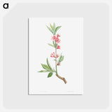 アートポストカード-Pink flowers - ピエール ジョゼフ ルドゥーテ Postcard.