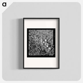アートポスター-Topped sugar beets lying in field - ドロテア ラング Poster.