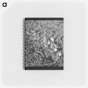 アートメモ帳-Topped sugar beets lying in field - ドロテア ラング Memo.