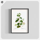 Caper (Capparis Spinosa) - Pierre Joseph Redouté Poster.