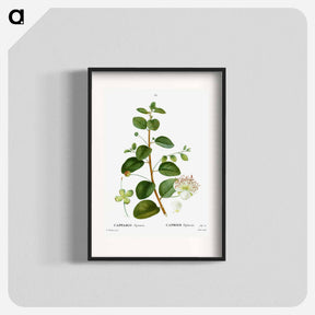 アートポスター-Caper (Capparis Spinosa) - ピエール ジョゼフ ルドゥーテ Poster.