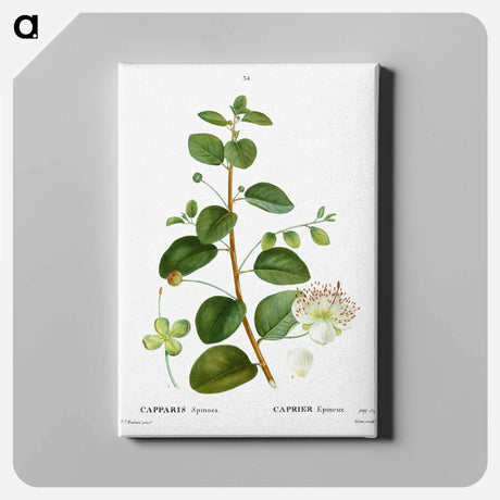 アートパネル-Caper (Capparis Spinosa) - ピエール ジョゼフ ルドゥーテ Canvas.