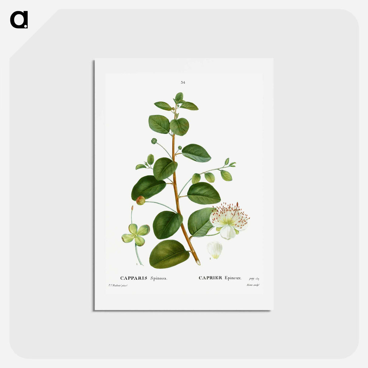 アートポストカード-Caper (Capparis Spinosa) - ピエール ジョゼフ ルドゥーテ Postcard.