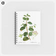 アートメモ帳-Caper (Capparis Spinosa) - ピエール ジョゼフ ルドゥーテ Memo.
