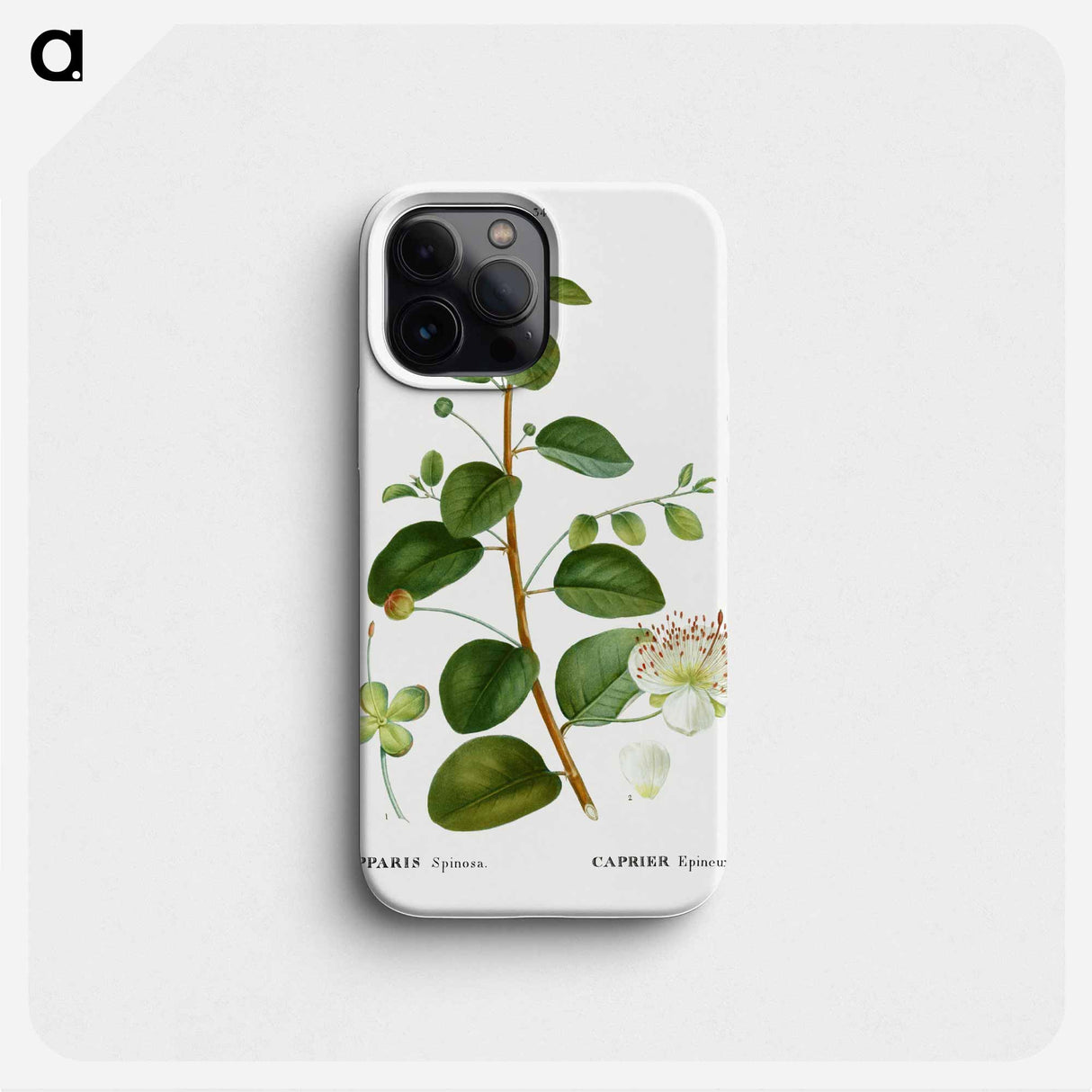 Caper (Capparis Spinosa) - ピエール ジョゼフ ルドゥーテ Phone Case.