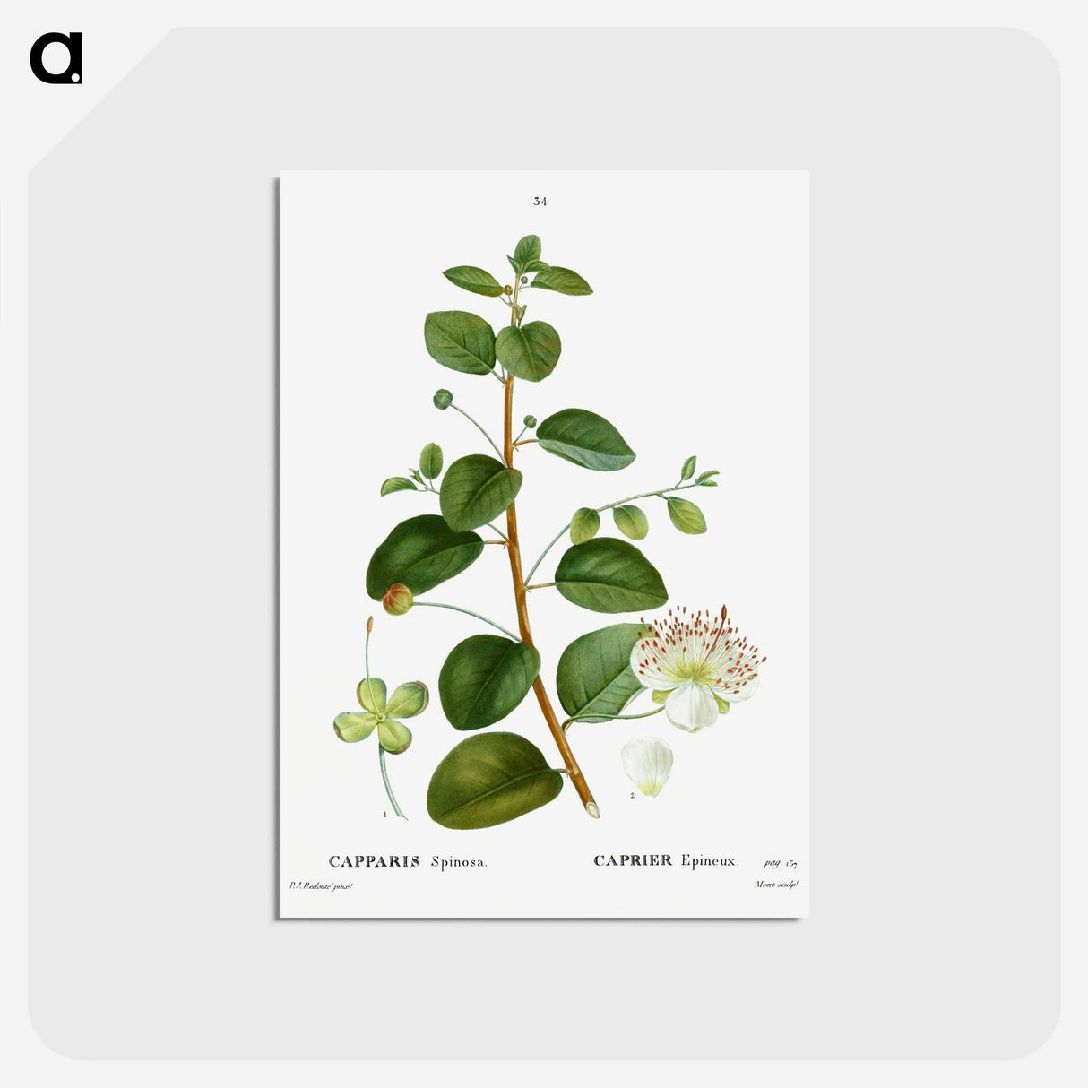 アートポストカード-Caper (Capparis Spinosa) - ピエール ジョゼフ ルドゥーテ Postcard.