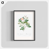 Malmedy Rose - Pierre Joseph Redouté Poster.