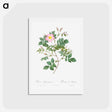 アートポストカード-Malmedy Rose - ピエール ジョゼフ ルドゥーテ Postcard.