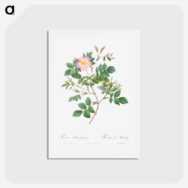 アートポストカード-Malmedy Rose - ピエール ジョゼフ ルドゥーテ Postcard.