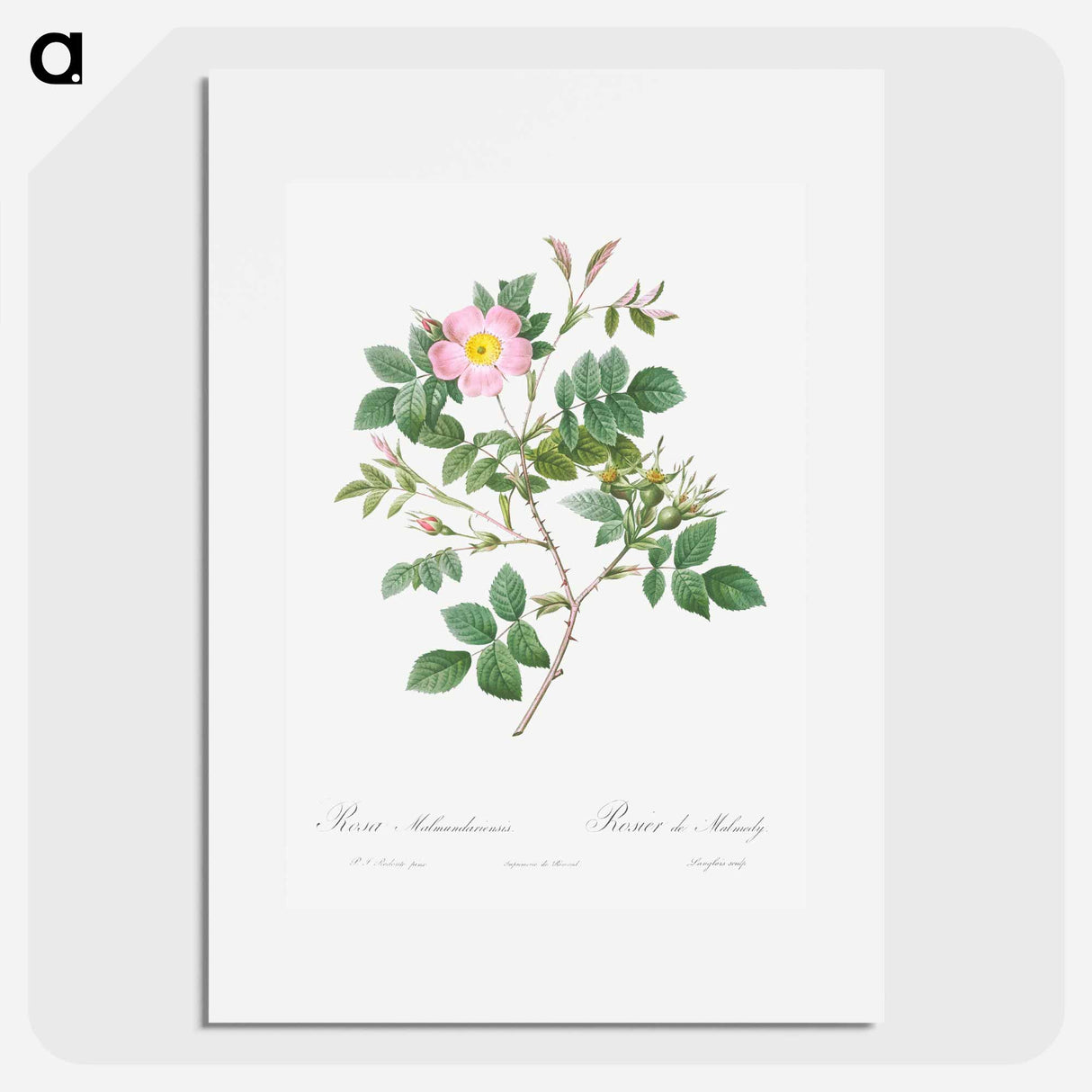 Malmedy Rose - Pierre Joseph Redouté Poster.