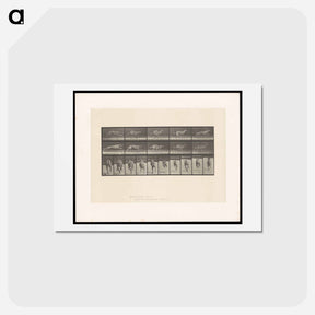 アートポストカード-Running Dog
 - エドワード マイブリッジ Postcard.