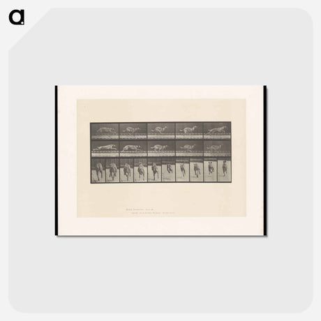 アートポストカード-Running Dog
 - エドワード マイブリッジ Postcard.