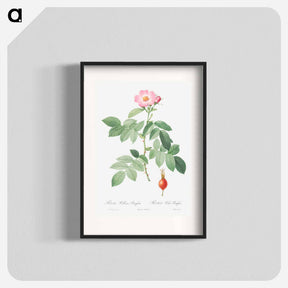 アートポスター-The Apple Rose - ピエール ジョゼフ ルドゥーテ Poster.