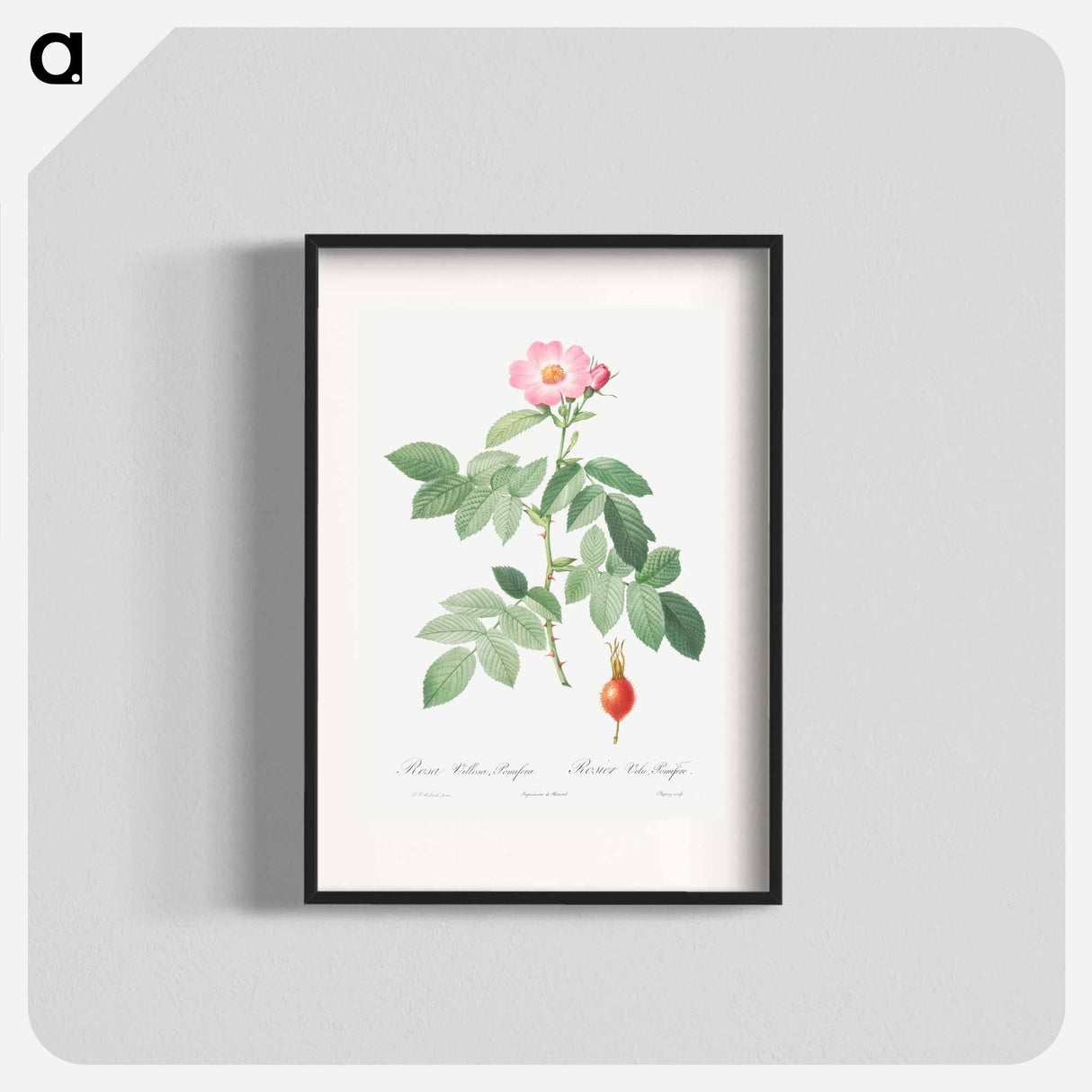 The Apple Rose - Pierre Joseph Redouté Poster.