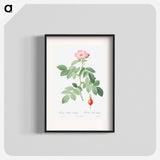The Apple Rose - Pierre Joseph Redouté Poster.