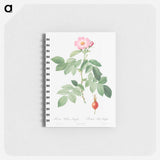 アートメモ帳-The Apple Rose - ピエール ジョゼフ ルドゥーテ Memo.