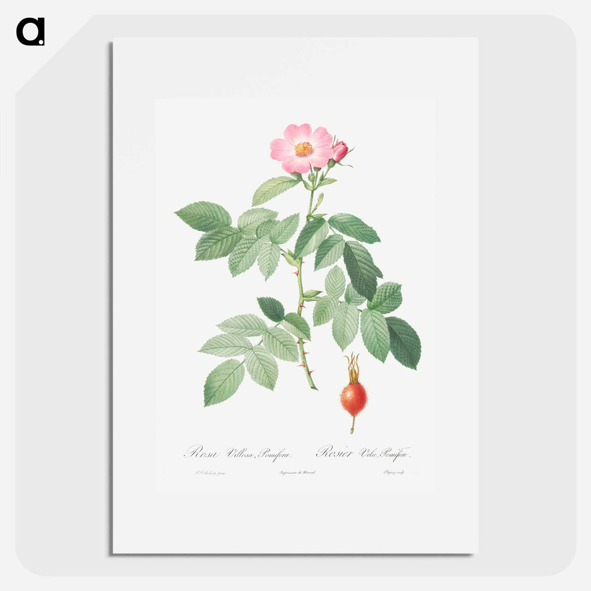 The Apple Rose - Pierre Joseph Redouté Poster.