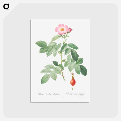 アートポストカード-The Apple Rose - ピエール ジョゼフ ルドゥーテ Postcard.