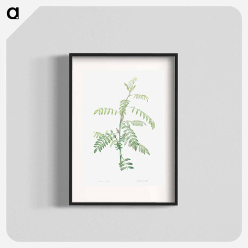 Indigo - ピエール ジョゼフ ルドゥーテ Poster.