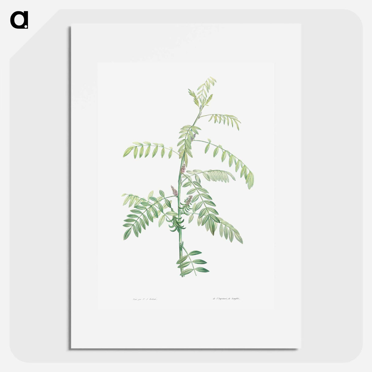 Indigo - Pierre Joseph Redouté Poster.