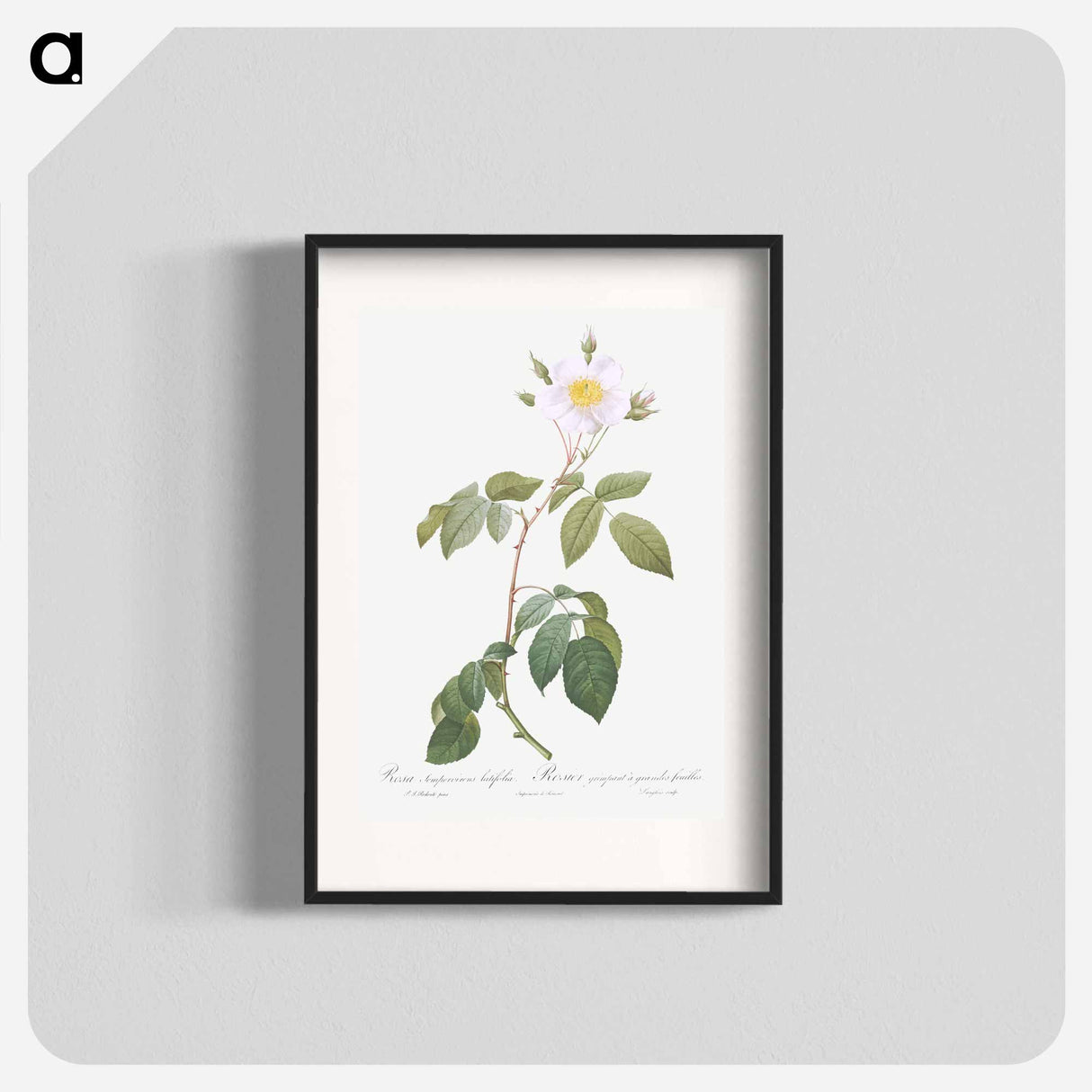 Big-Leaved Climbing Rose - ピエール ジョゼフ ルドゥーテ Poster.