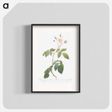 Big-Leaved Climbing Rose - Pierre Joseph Redouté Poster.