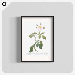 アートポスター-Big-Leaved Climbing Rose - ピエール ジョゼフ ルドゥーテ Poster.