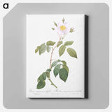 アートパネル-Big-Leaved Climbing Rose - ピエール ジョゼフ ルドゥーテ Canvas.