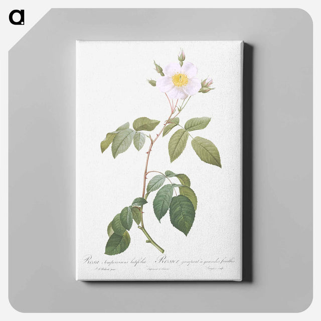 アートパネル-Big-Leaved Climbing Rose - ピエール ジョゼフ ルドゥーテ Canvas.