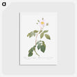 アートポストカード-Big-Leaved Climbing Rose - ピエール ジョゼフ ルドゥーテ Postcard.