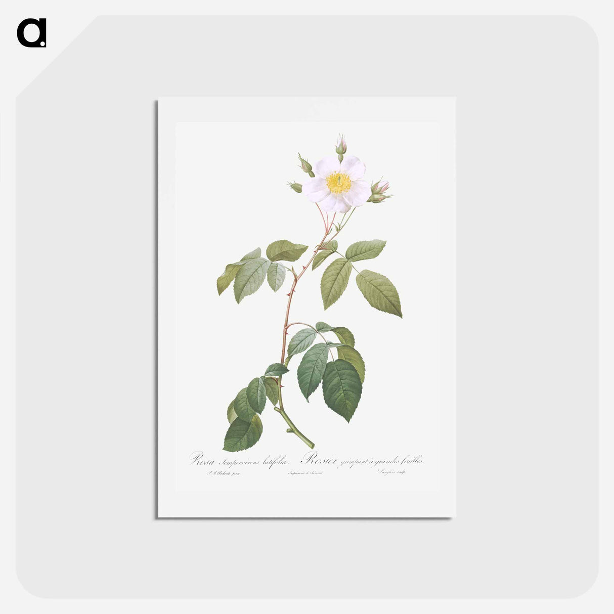 アートポストカード-Big-Leaved Climbing Rose - ピエール ジョゼフ ルドゥーテ Postcard.