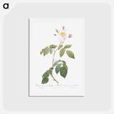 アートポストカード-Big-Leaved Climbing Rose - ピエール ジョゼフ ルドゥーテ Postcard.