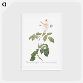 アートポストカード-Big-Leaved Climbing Rose - ピエール ジョゼフ ルドゥーテ Postcard.
