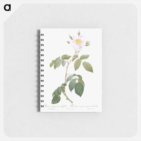 アートメモ帳-Big-Leaved Climbing Rose - ピエール ジョゼフ ルドゥーテ Memo.