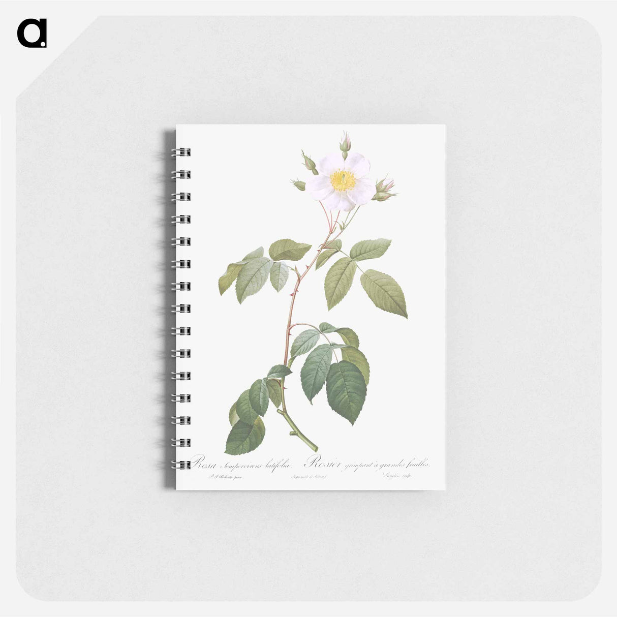 アートメモ帳-Big-Leaved Climbing Rose - ピエール ジョゼフ ルドゥーテ Memo.