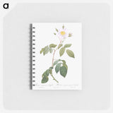 アートメモ帳-Big-Leaved Climbing Rose - ピエール ジョゼフ ルドゥーテ Memo.