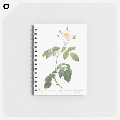 アートメモ帳-Big-Leaved Climbing Rose - ピエール ジョゼフ ルドゥーテ Memo.